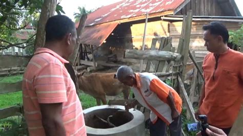 Sejumlah Peternak Di Pali Manfaatkan Kotoran Sapi Menjadi Biogas