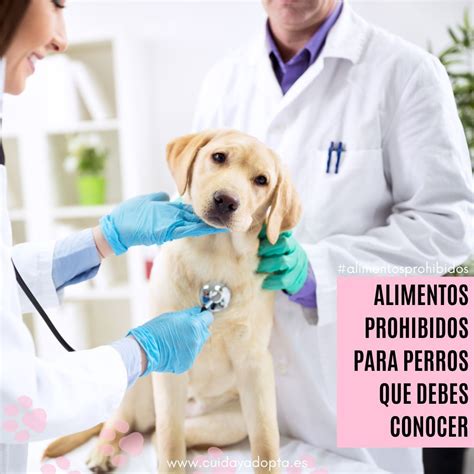 Alimentos Prohibidos Para Perros Cuidayadopta