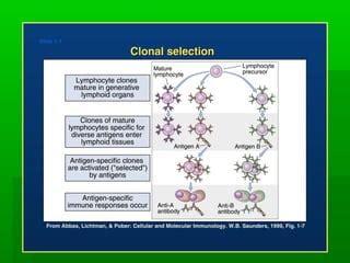 Anticuerpos Monoclonales PPT Descarga Gratuita