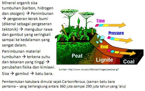 KimintekHijau.com: Proses Pembentukan Batu Bara