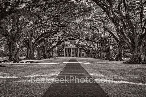 Oak Alley Plantation BW