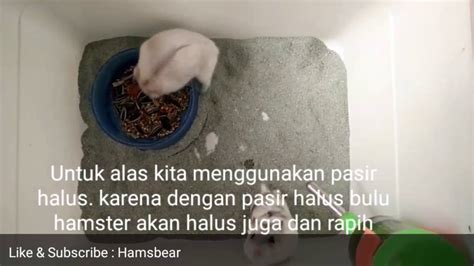 Tips Cara Ternak Breeding Hamster Untuk Pemula Cambell Dominan