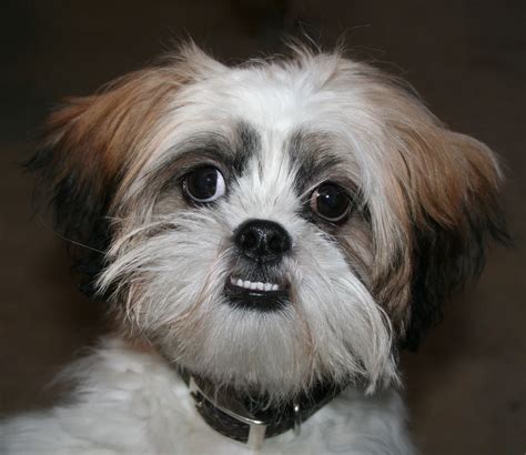 Shih Tzu Dog Teeth - Shih Tzu Dog