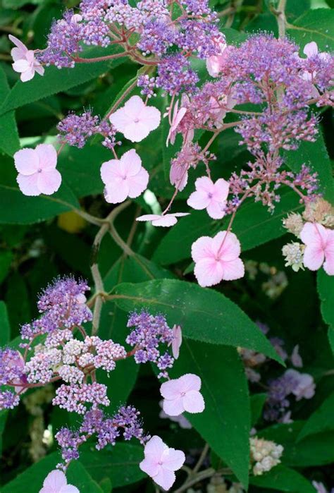 20 Most Beautiful Types Of Hydrangeas Best Hydrangea Varieties