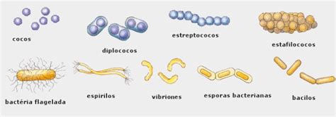 Laboratorio Eso Del Ies Miguel Crespo Pr Cticas Microscop A Bg