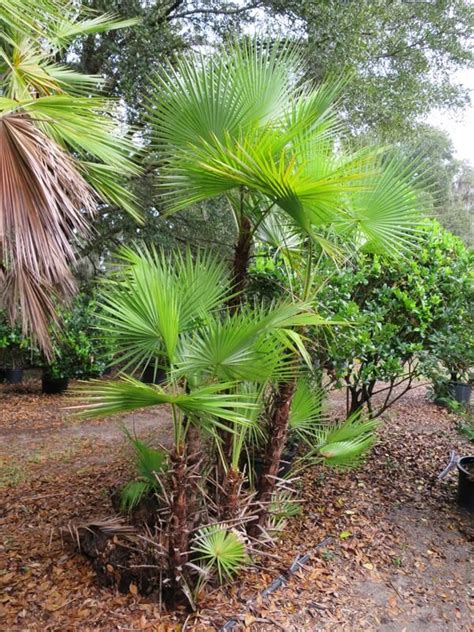 Palms Terrascape