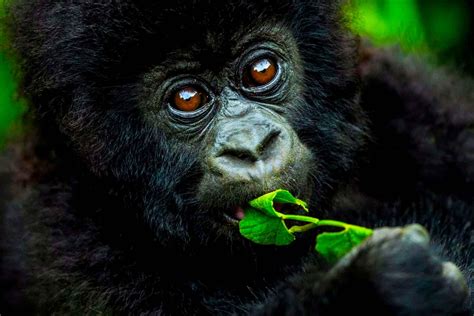 Gorilla Habituation Experience One More Adventure Safaris