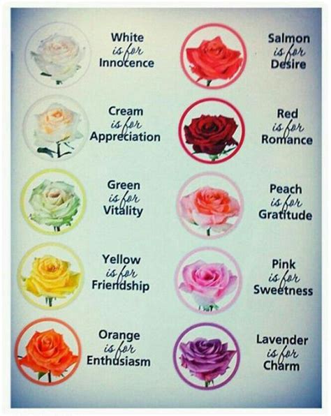 Know Your Roses 🌹 Rose Color Meanings Flower Meanings Chart Flower Meanings