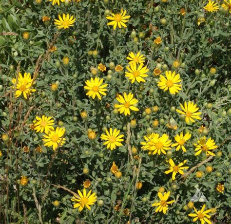 Golden Aster Heterotheca Villosa Applewood Seed Company