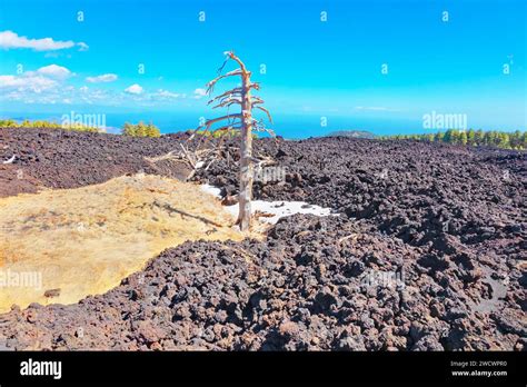 Italien Sizilien Ätna Baum der durch den Ausbruch des Ätna Vulkans