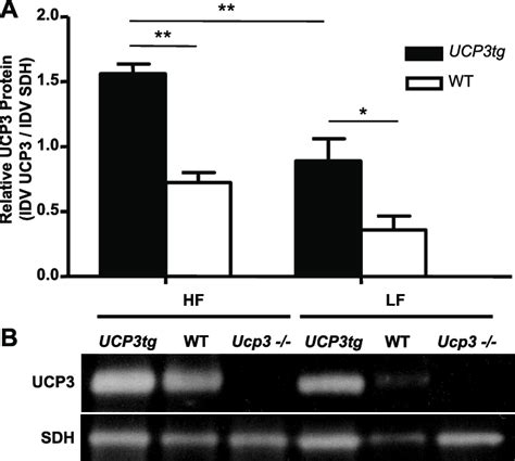 Uncoupling Protein Ucp Protein Levels In Skeletal Muscle