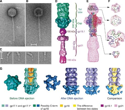 Structure Of Bacteriophage Spp Tail Adsorption Apparatus Composed Of