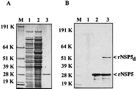 Expression And Puri Fi Cation Of Rnsp Proteins Were Dena Tured In