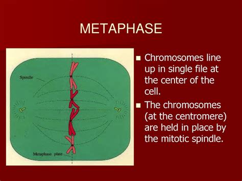 Cell Reproduction Ppt Download