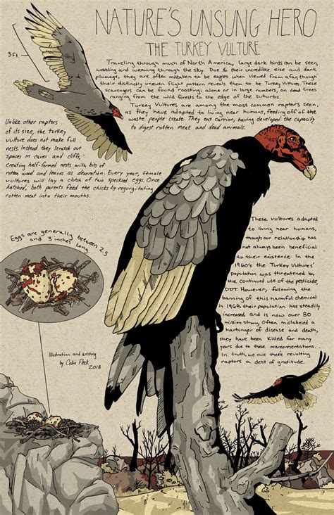 The Turkey Vulture | Vulture culture, Scientific illustration, Bird art