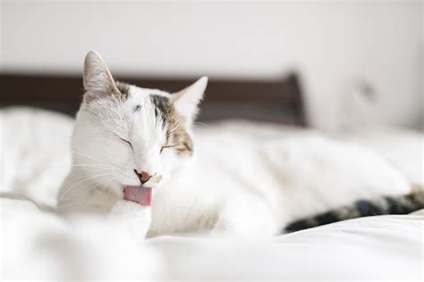 ¿sabes Qué Son Los Gusanos Planos De Los Gatos Y Cómo Pueden Afectarles