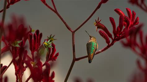 Bing HD Wallpaper : Let the Great Backyard Bird Count begin! - Bing ...