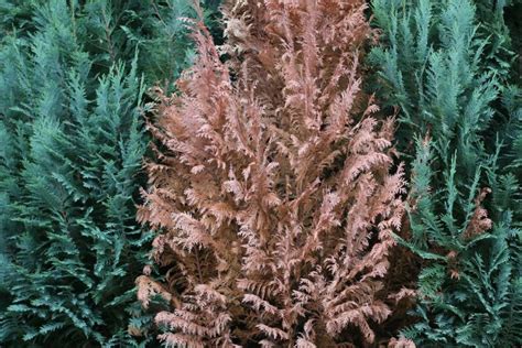 Krankheiten An Thuja Hecken Erkennen Und Bek Mpfen