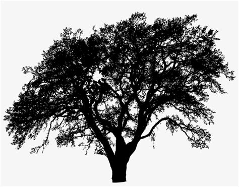 One More Tree Silhouette Silhouette Of Live Oak Tree PNG Image