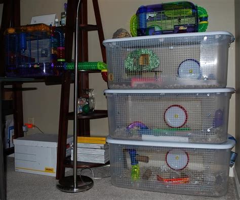 Diy Hamster Cage Diy Ideas