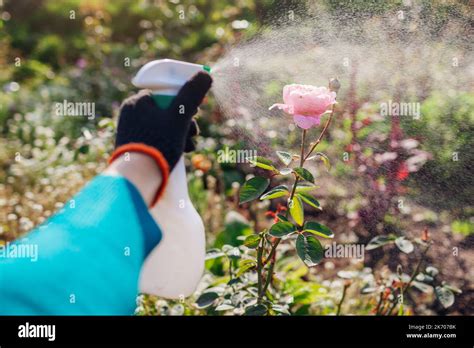 Protecting Plants From Fungus Gardener Sprays Roses With Fungicide In