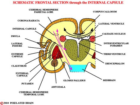 Pixelated Brain - schematic frontal section through the internal capsule