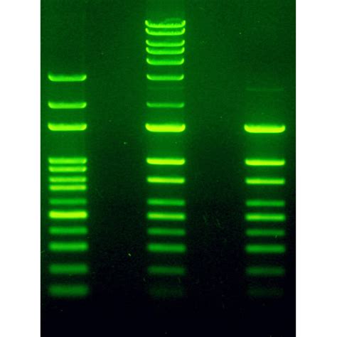 Labsafe Nucleic Acid Stain Dna Visualization G Biosciences