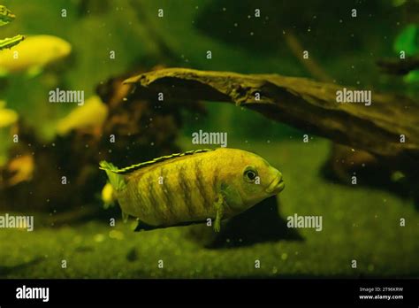 African Malawi Cichlids Blurred Photo Of Home Fishes In Aquarium Pet