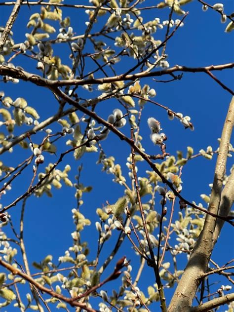 Pussy Willows Cuttings