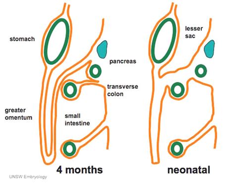 Greater Omentum