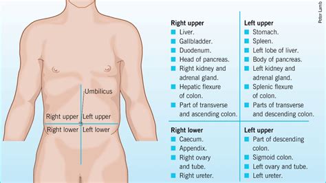 The four quadrants of the abdomen