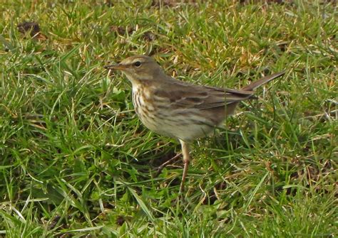 Pipits From Stanwell Uk On February 10 2023 At 1243 Pm By Paul Lewis