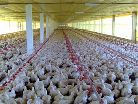 Produção de frango cresce no Maranhão O Imparcial