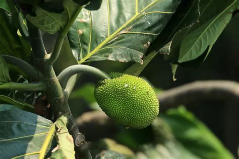 Sukun Buah Yang Kaya Nutrisi Dan Manfaatnya Untuk Kesehatan Urban Garut