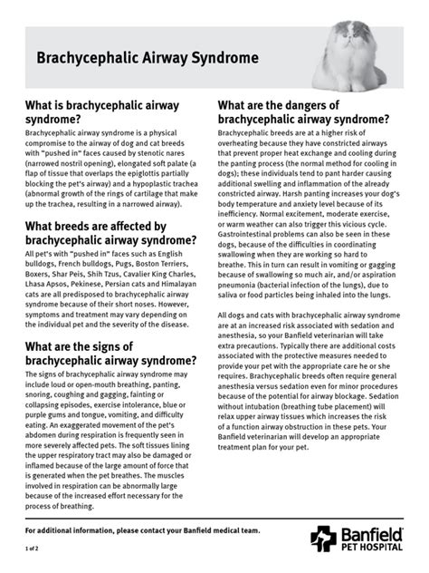 Brachycephalic Airway Syndrome