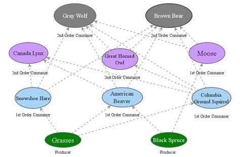 Taiga Food Web Insight Maker