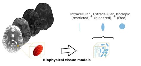 An Overview Of Biophysical Tissue Microstructure Models Three