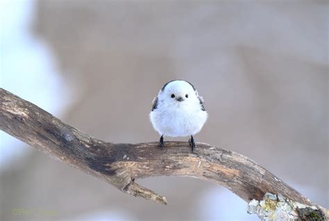 小原玲動物写真家）のブログ 2016年1月