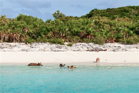 Pig Beach Bahamas: Guide to visiting the Bahamas Swimming Pigs