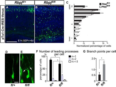 Neuron Specific Rbpj Deletion Causes Radial Migration Defects And