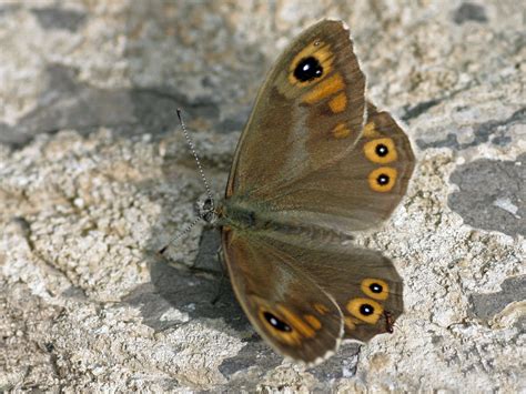 Lasiommata Maera Linnaeus 1758 Papillons Chenilles 49