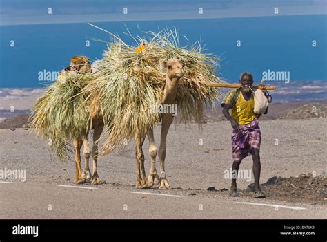 Afar Tribesman With His Camels On His Way Home Tadjoura Republic Of