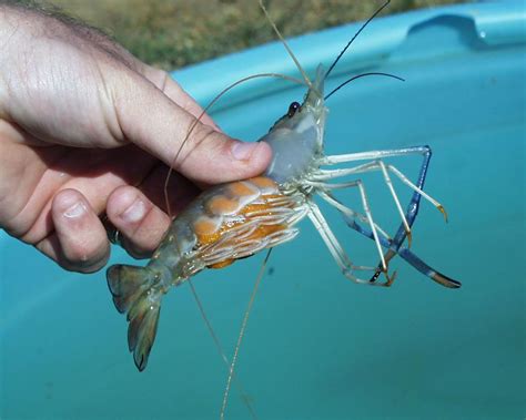 Shrimp feed for low salinity waters - All About Feed