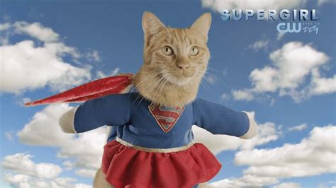 Cats Model Superhero Fashion Presented By Buzzfeed And The Cws