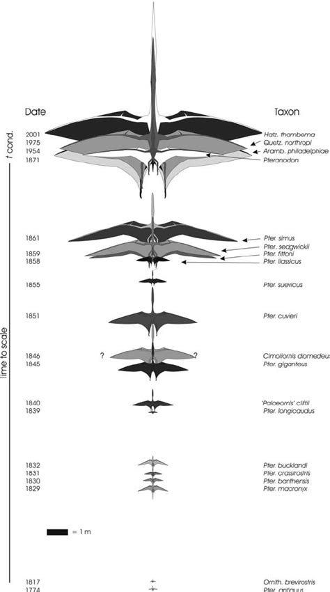 Pterosaur wingspan plotted against time. The impression that pterosaur ...