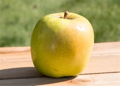 mutsu apple  springs fruit farm adams county pa  springs