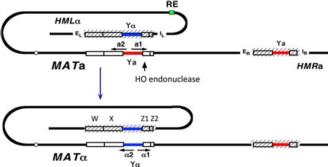 Figure 2 From Mating Type Genes And MAT Switching In Saccharomyces