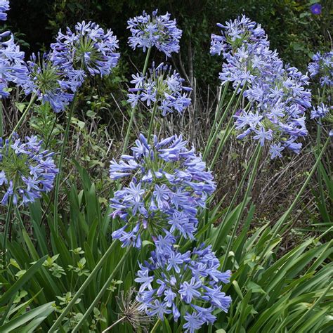Agapanthus - VerdeGo