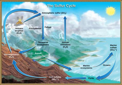 Biology Ecology Ecosystems Biogeochemical Cycles Oertx