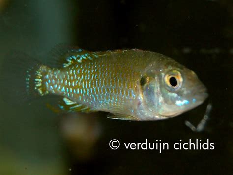 Pseudocrenilabrus Multicolor Verduijn Cichlids